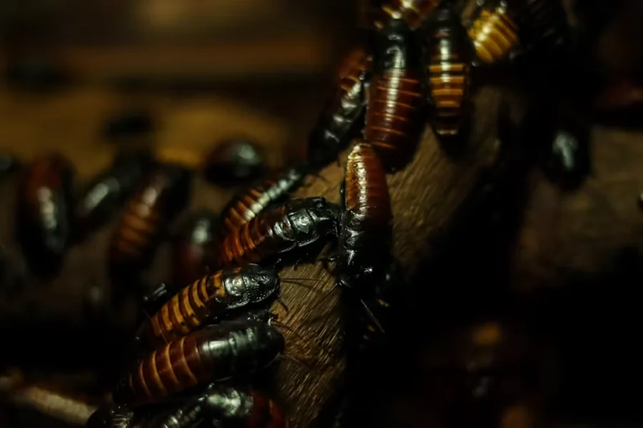 Revolutionising Pest Control