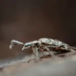 Revolutionising Pest Control