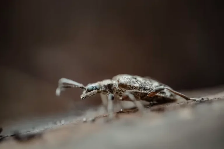 Revolutionising Pest Control