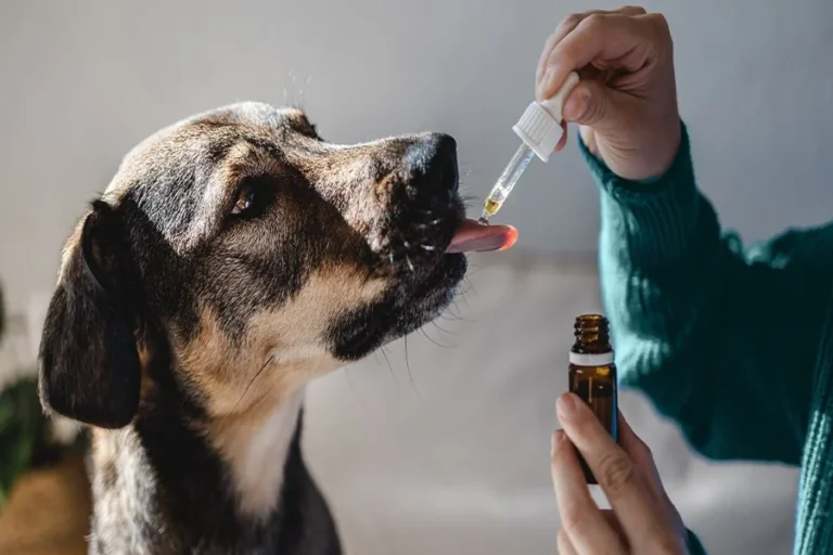 Pet Parents Consider Cannabidiol