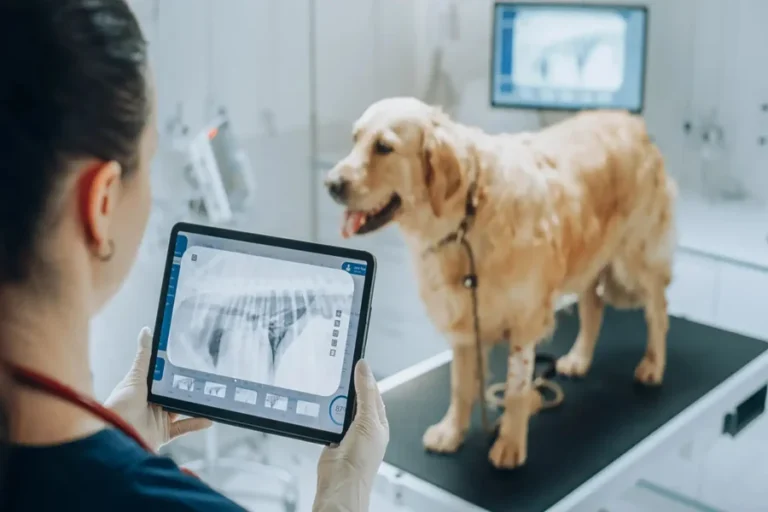 Animal Hospitals