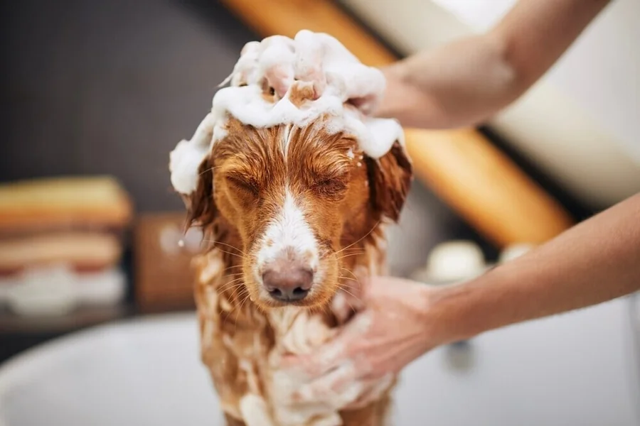 Monthly Dog Hygiene